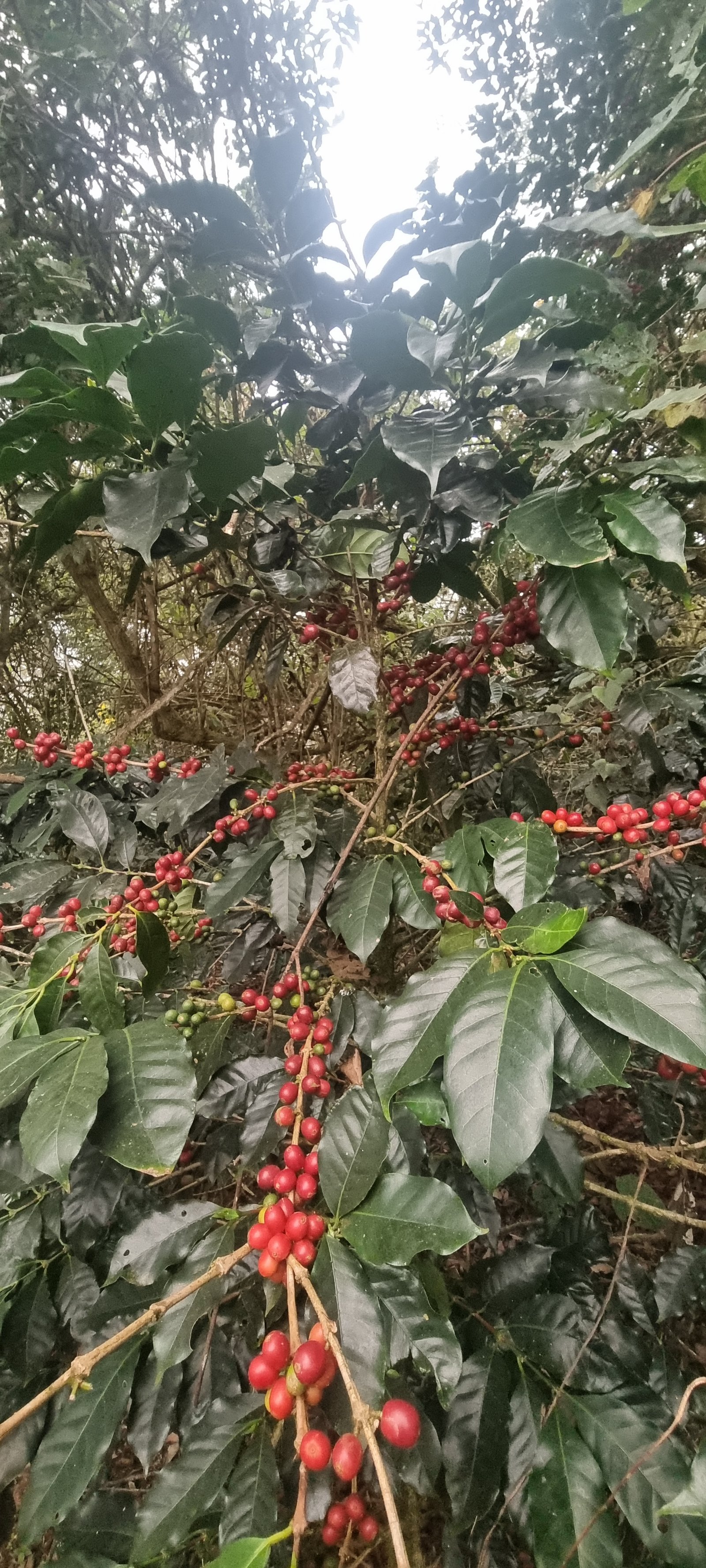 Galería Zothaña - 20250606-174840-20251021-215441-b99f85.jpg