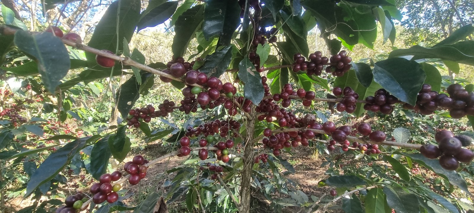 Galería Zothaña - 20250705-163516-20251021-220226-dafd82.jpg