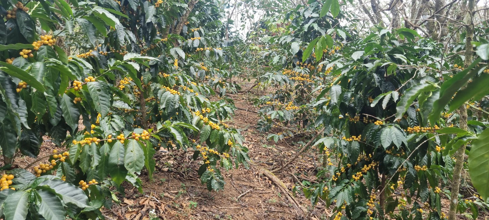 Galería Zothaña - 20250811-115949-20251021-223444-fb337c.jpg