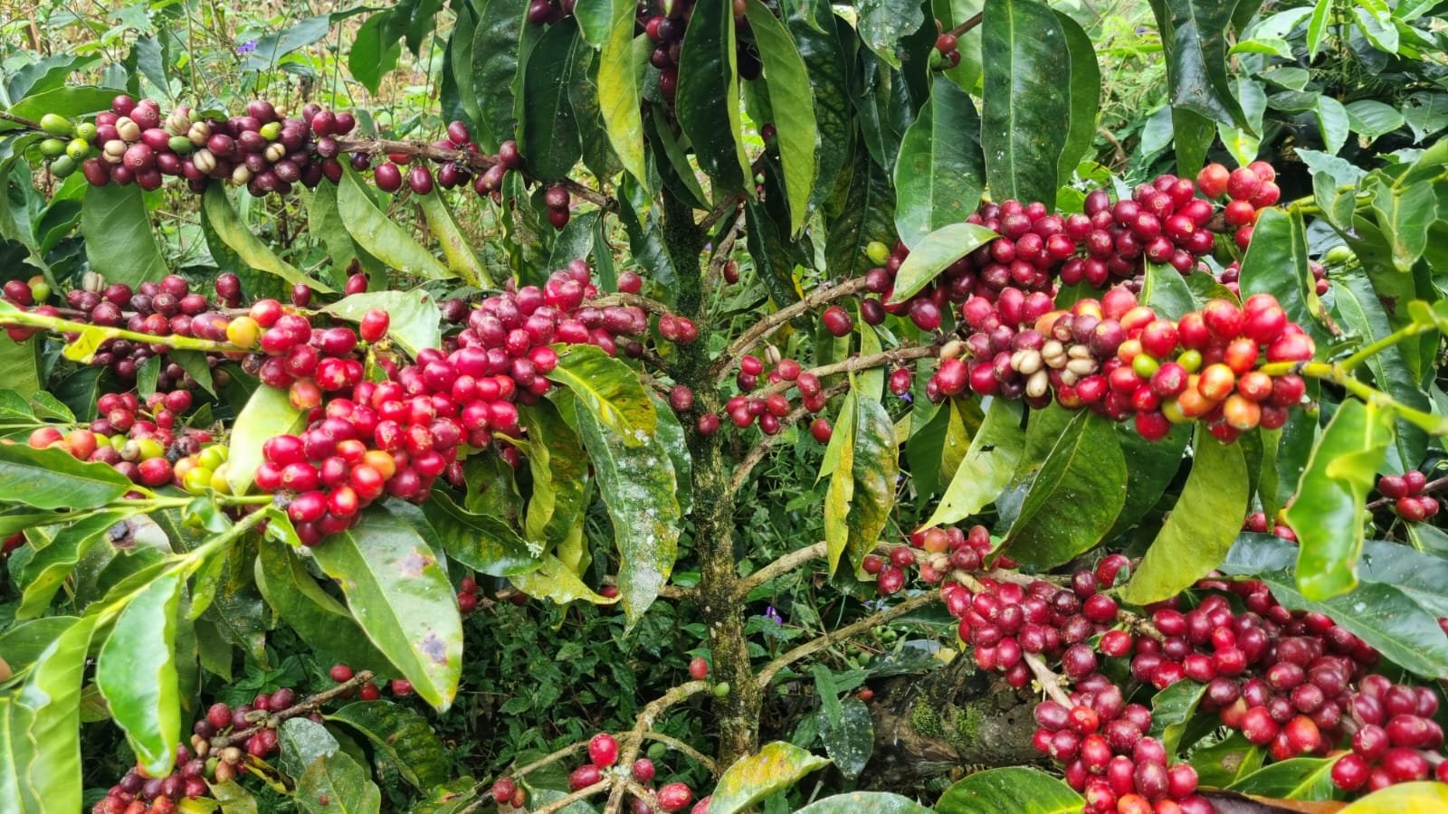 Galería Zothaña - WhatsApp%20Image%202025-10-21%20at%2017.49.20.jpeg