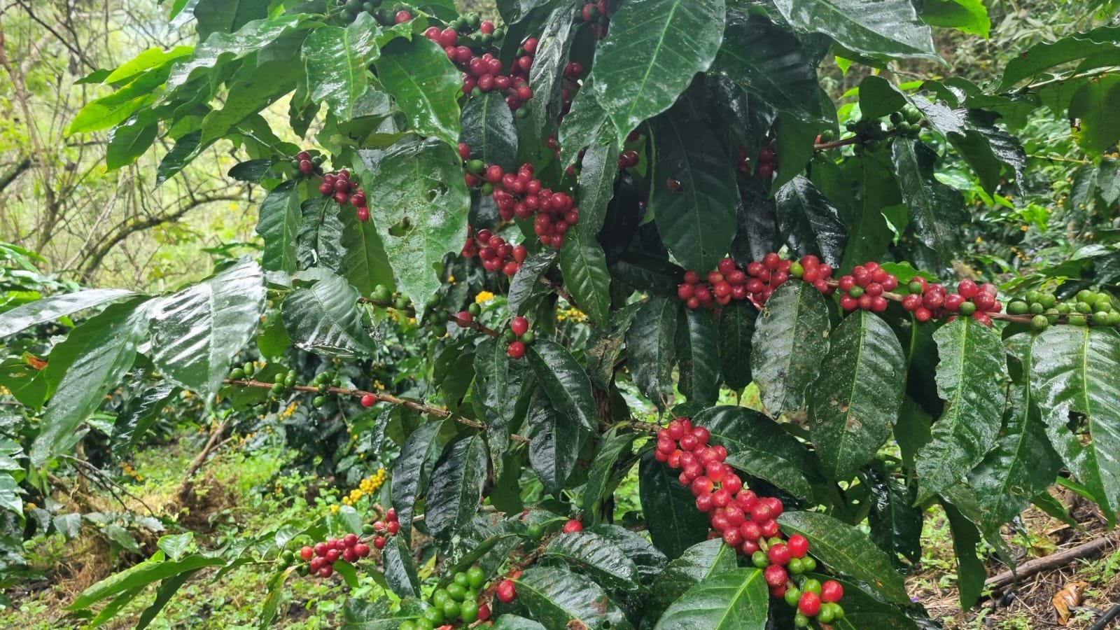 Galería Zothaña - WhatsApp%20Image%202025-10-21%20at%2017.49.22.jpeg